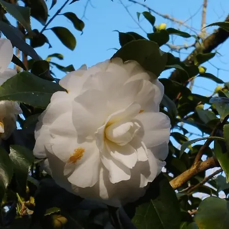 Um Da Casa Do Monte Apartmán *