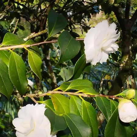 Um Da Casa Do Monte Água de Alto