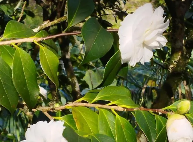 Um Da Casa Do Monte Água de Alto