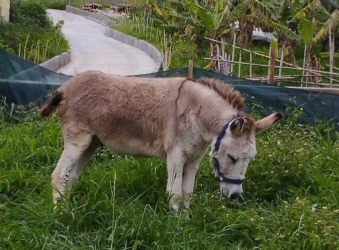 아파트 Um Da Casa Do Monte *