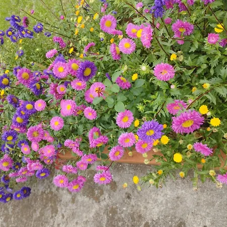 Um Da Casa Do Monte Lejlighed *