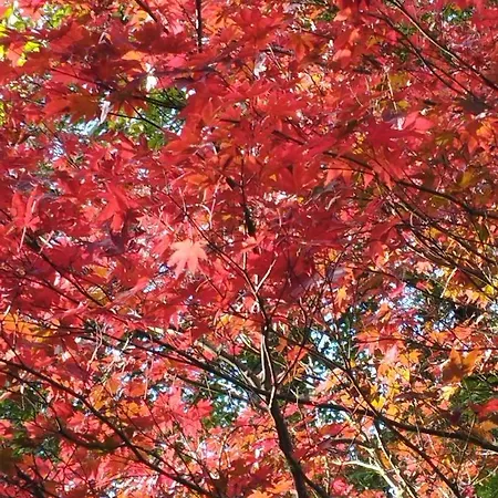 Um Da Casa Do Monte דירה *