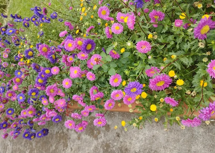 Um Da Casa Do Monte Apartment *