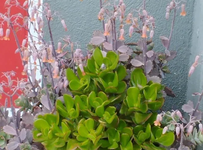 Um Da Casa Do Monte Apartment