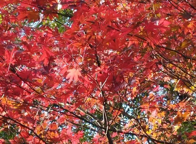 Um Da Casa Do Monte Apartment *